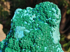 Natural XL Botryoidal Ball Malachite on Chrysocolla and Dolomite Specimen x 1 From Congo