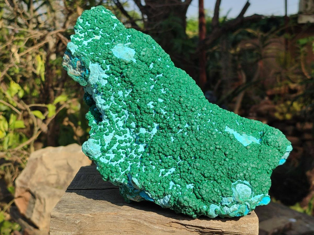 Natural XL Botryoidal Ball Malachite on Chrysocolla and Dolomite Specimen x 1 From Congo