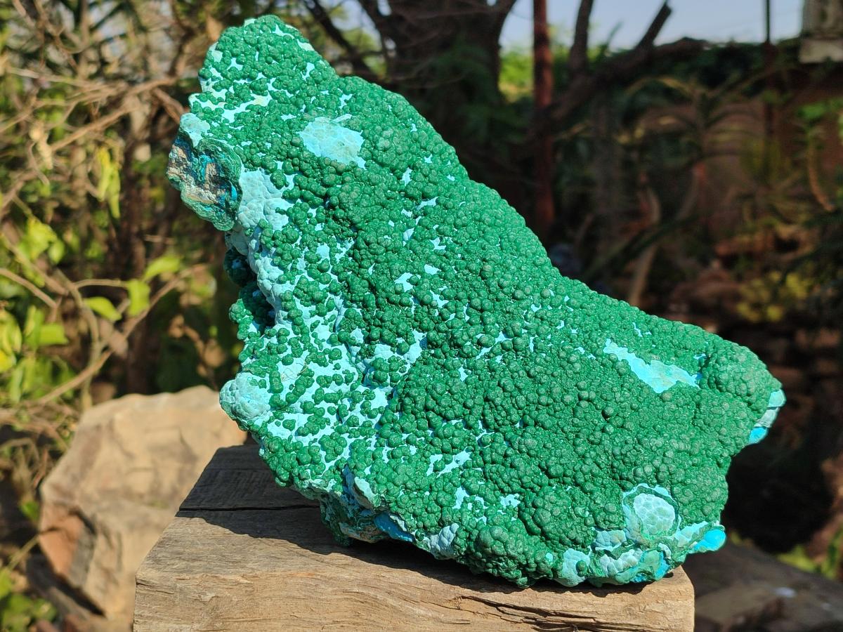 Natural XL Botryoidal Ball Malachite on Chrysocolla and Dolomite Specimen x 1 From Congo