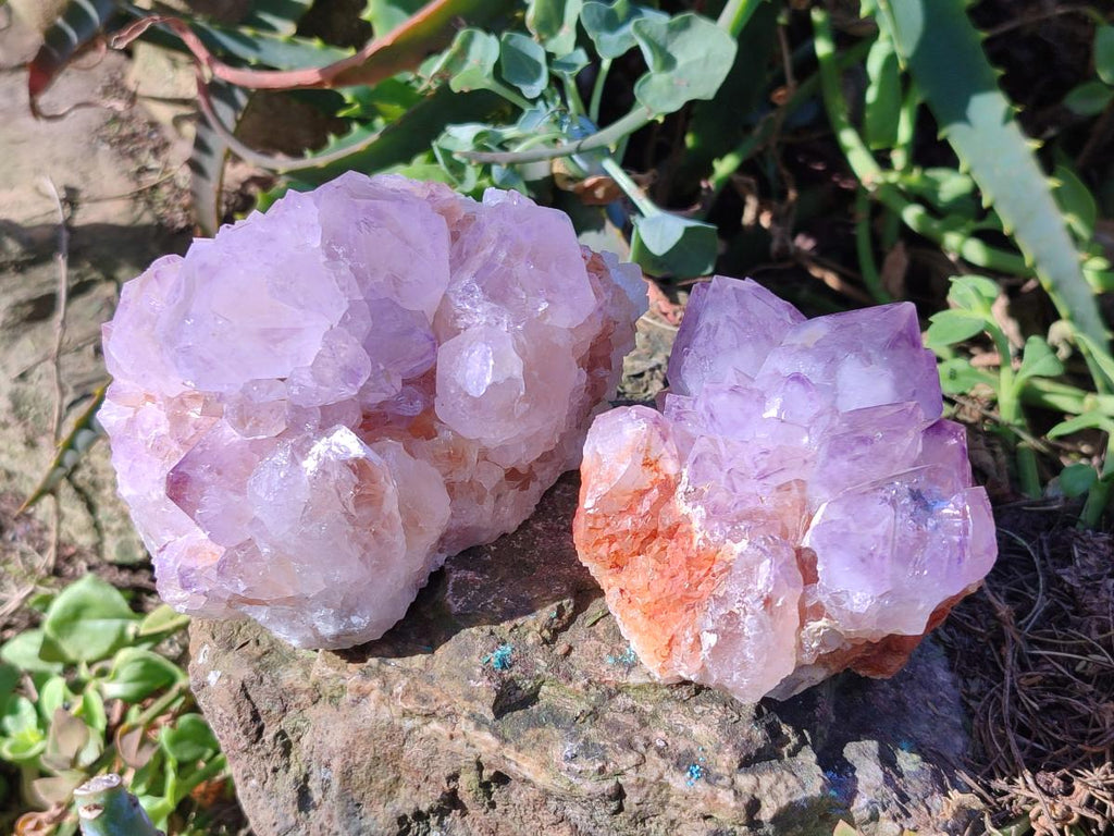 Natural Sunburst Spirit Amethyst Clusters x 3 From Boekenhouthoek, South Africa