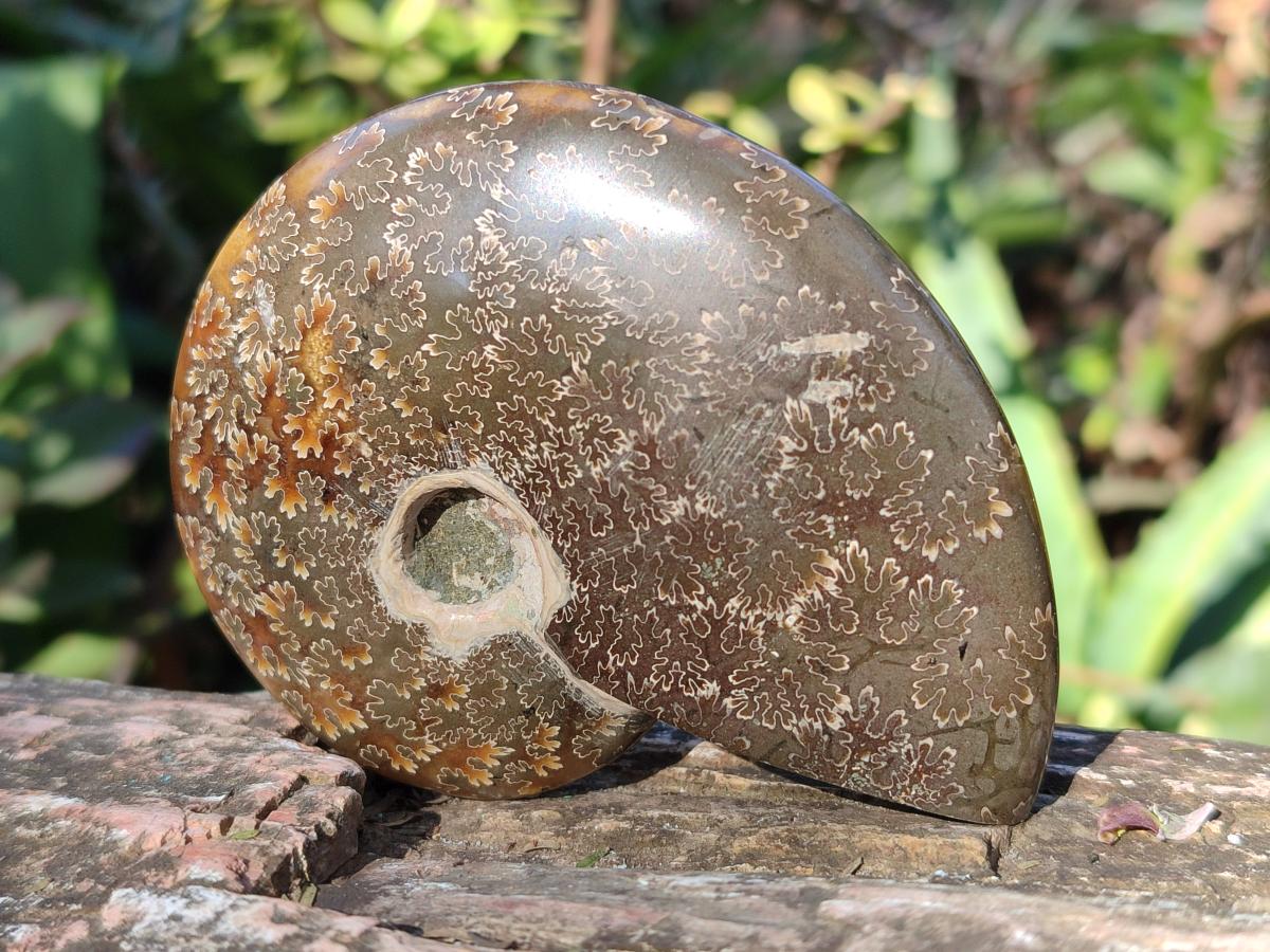 Polished Cleoniceras "Jigsaw" Ammonites with Minor Ammolite Opalisation x 6 From Tulear, Madagascar