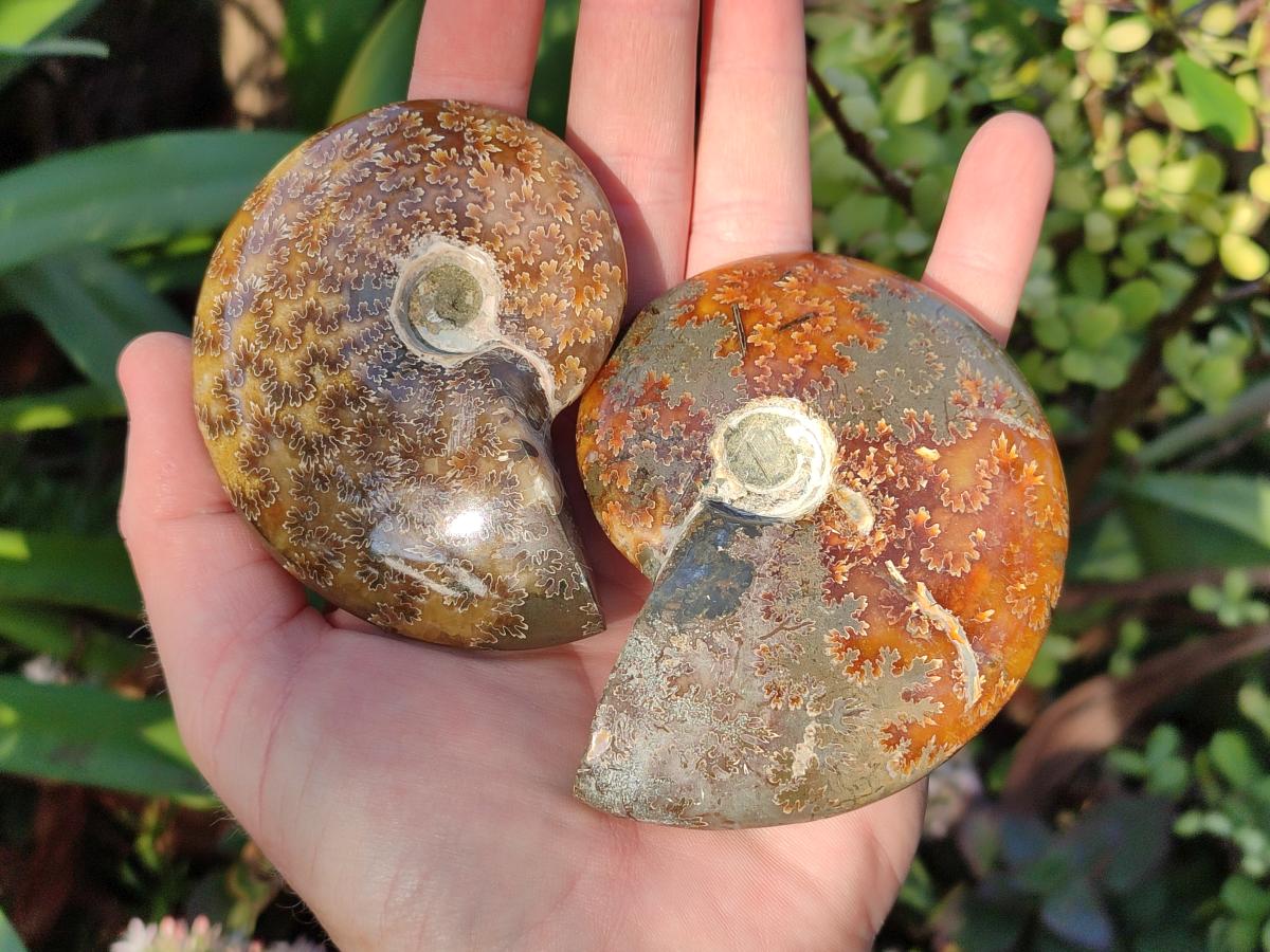 Polished Cleoniceras "Jigsaw" Ammonites with Minor Ammolite Opalisation x 6 From Tulear, Madagascar