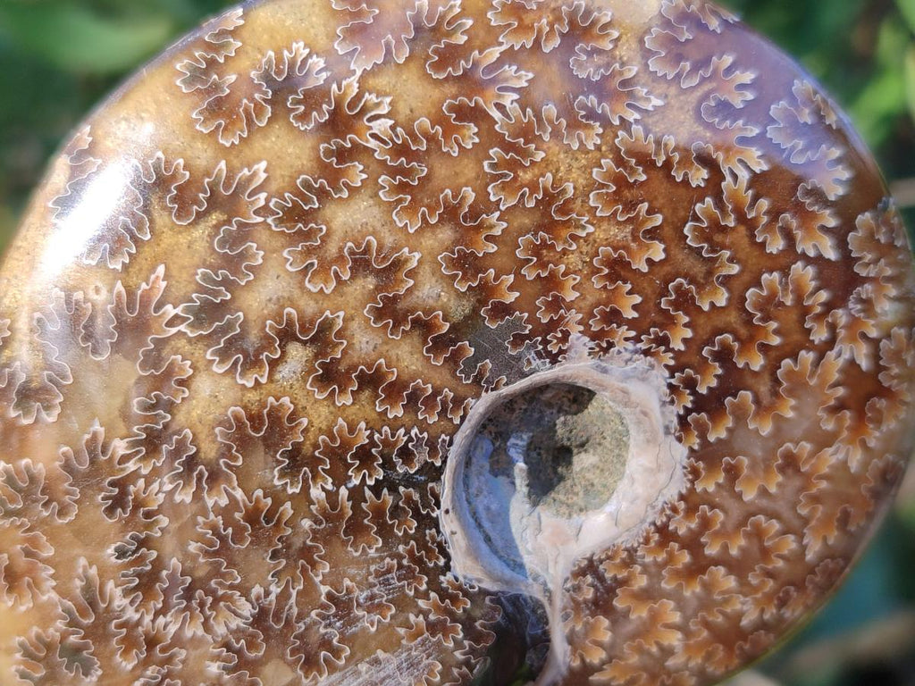 Polished Cleoniceras "Jigsaw" Ammonites with Minor Ammolite Opalisation x 6 From Tulear, Madagascar