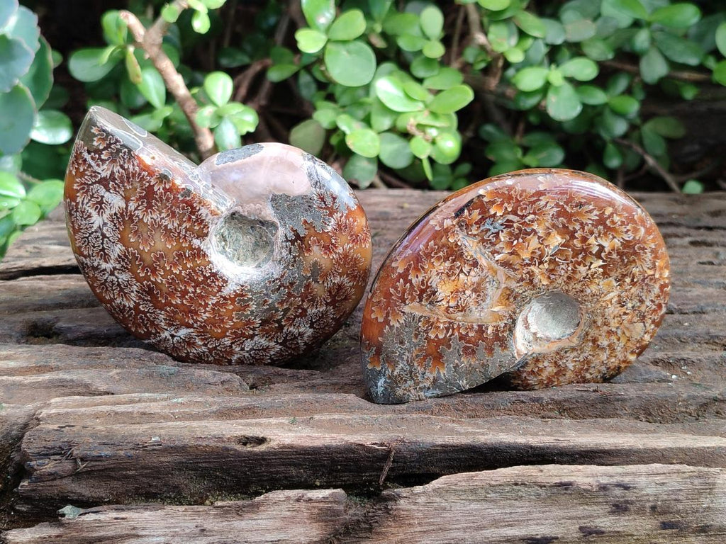 Polished Cleoniceras "Jigsaw" Ammonites with Minor Ammolite Opalisation x 6 From Tulear, Madagascar