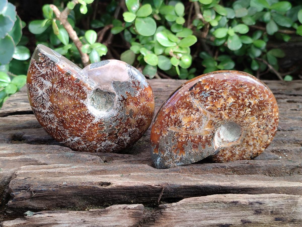 Polished Cleoniceras "Jigsaw" Ammonites with Minor Ammolite Opalisation x 6 From Tulear, Madagascar