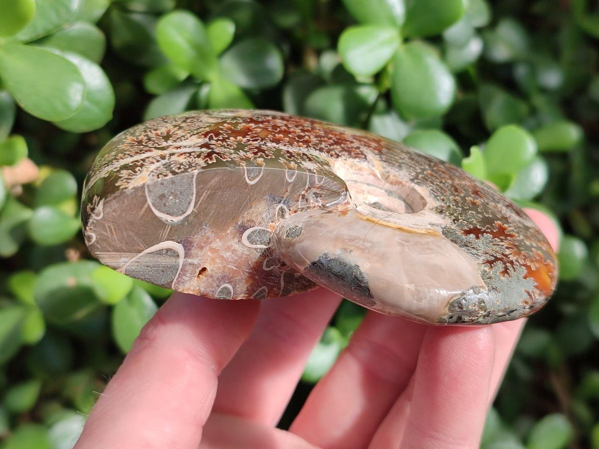 Polished Cleoniceras "Jigsaw" Ammonites with Minor Ammolite Opalisation x 6 From Tulear, Madagascar