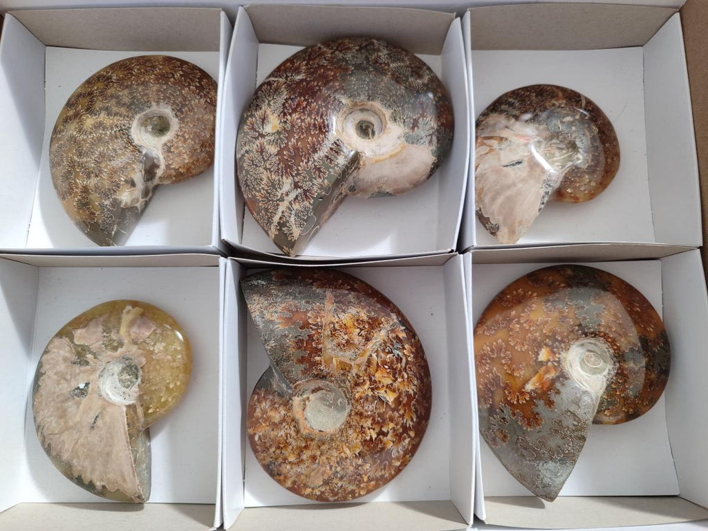 Polished Cleoniceras "Jigsaw" Ammonites with Minor Ammolite Opalisation x 6 From Tulear, Madagascar