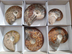 Polished Cleoniceras "Jigsaw" Ammonites with Minor Ammolite Opalisation x 6 From Tulear, Madagascar
