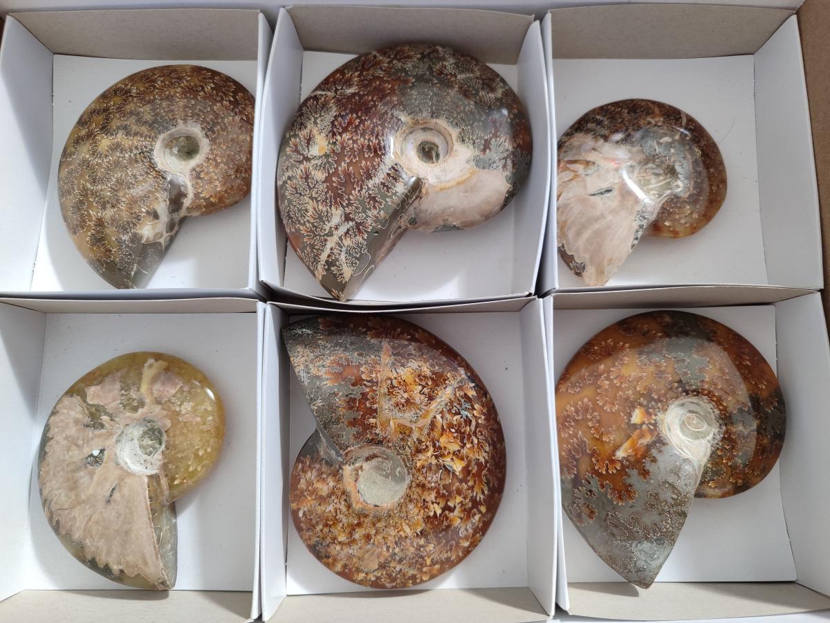 Polished Cleoniceras "Jigsaw" Ammonites with Minor Ammolite Opalisation x 6 From Tulear, Madagascar