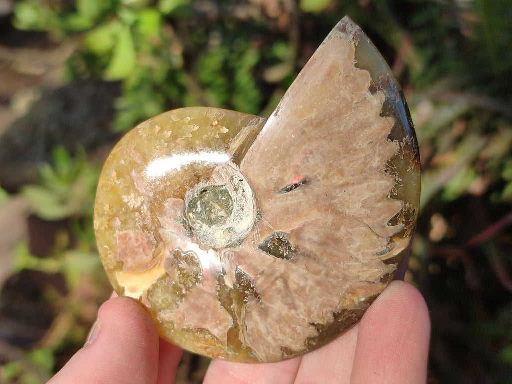 Polished Cleoniceras "Jigsaw" Ammonites with Minor Ammolite Opalisation x 6 From Tulear, Madagascar
