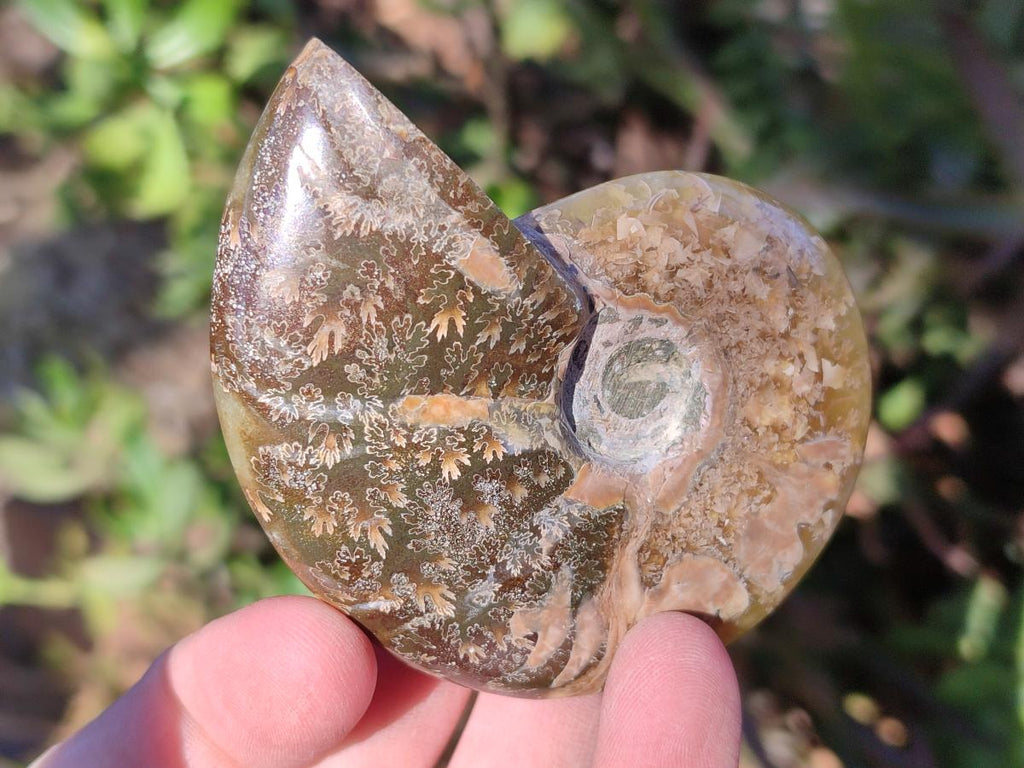Polished Cleoniceras "Jigsaw" Ammonites with Minor Ammolite Opalisation x 6 From Tulear, Madagascar