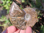 Polished Cleoniceras "Jigsaw" Ammonites with Minor Ammolite Opalisation x 6 From Tulear, Madagascar