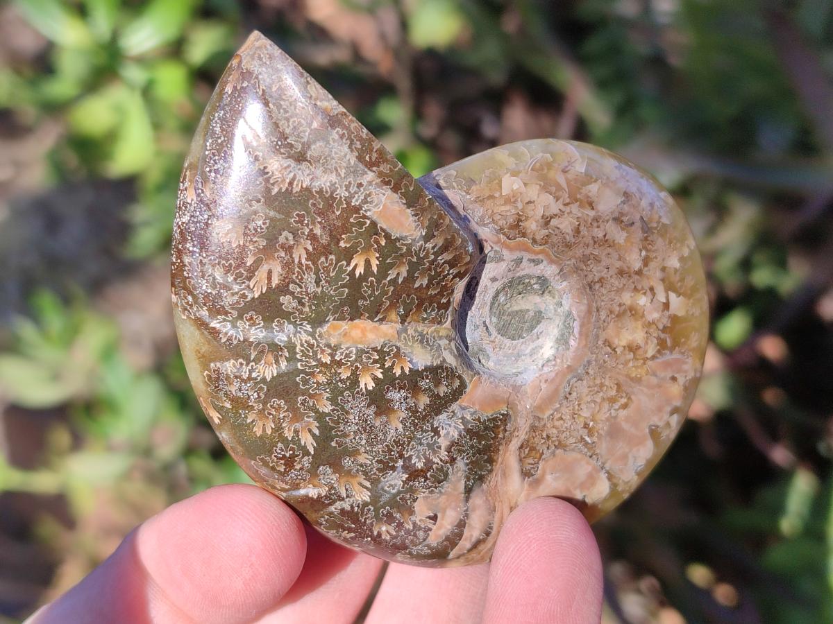Polished Cleoniceras "Jigsaw" Ammonites with Minor Ammolite Opalisation x 6 From Tulear, Madagascar