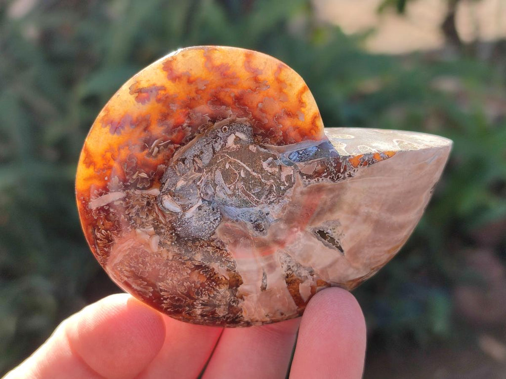 Polished Cleoniceras "Jigsaw" Ammonites with Minor Ammolite Opalisation x 6 From Tulear, Madagascar