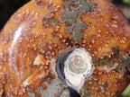 Polished Cleoniceras "Jigsaw" Ammonites with Minor Ammolite Opalisation x 6 From Tulear, Madagascar