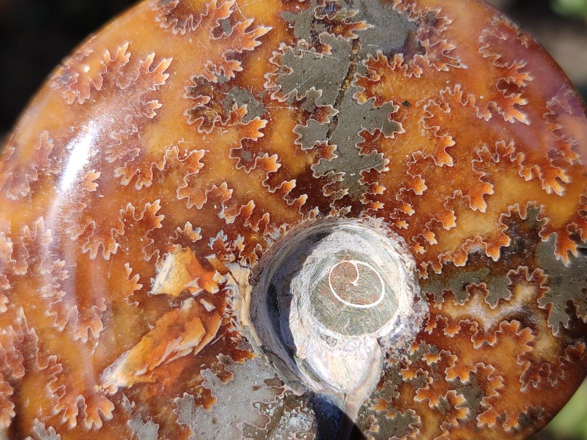 Polished Cleoniceras "Jigsaw" Ammonites with Minor Ammolite Opalisation x 6 From Tulear, Madagascar