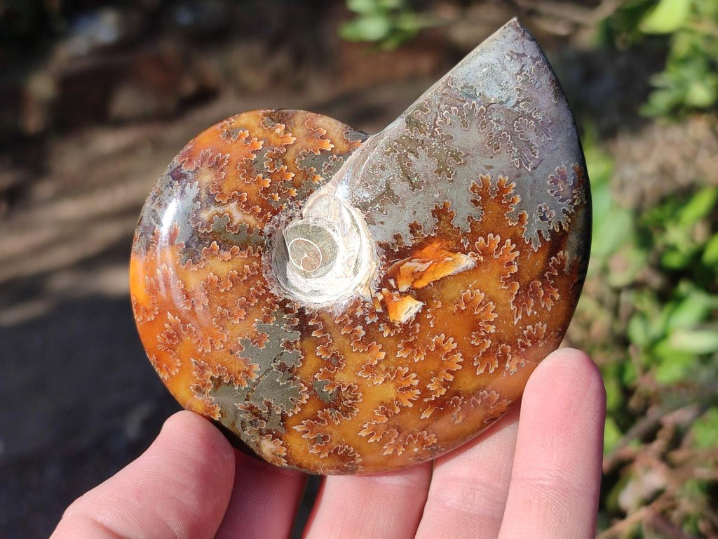 Polished Cleoniceras "Jigsaw" Ammonites with Minor Ammolite Opalisation x 6 From Tulear, Madagascar