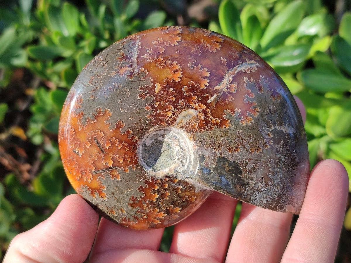 Polished Cleoniceras "Jigsaw" Ammonites with Minor Ammolite Opalisation x 6 From Tulear, Madagascar