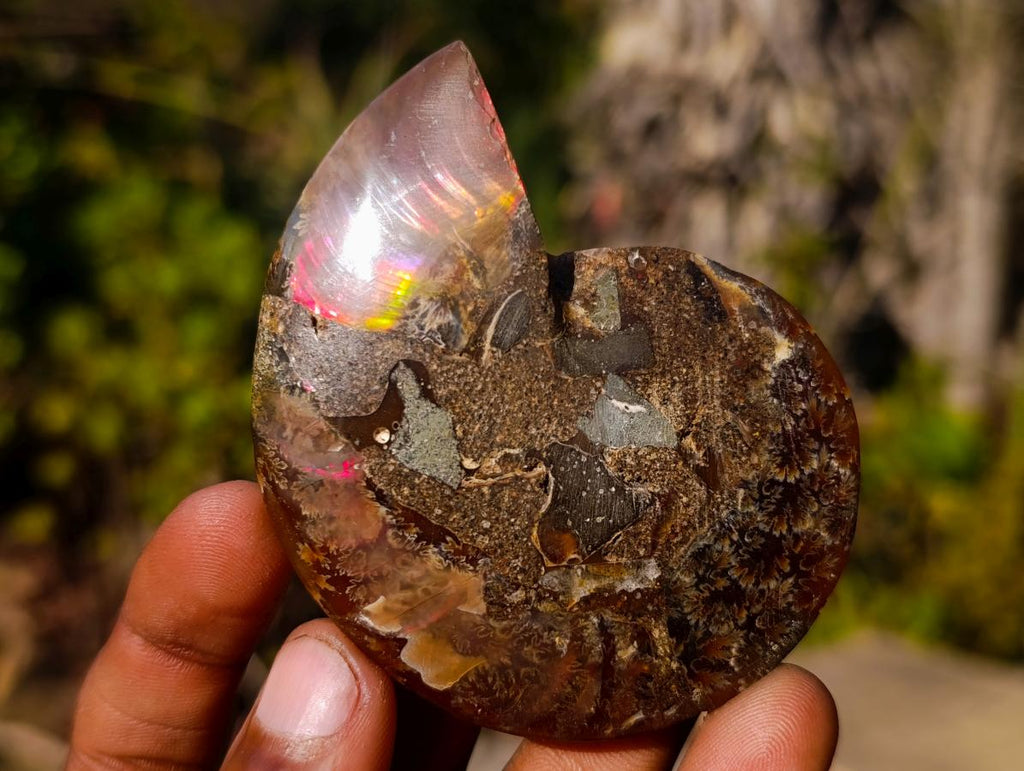 Polished Cleoniceras Ammonite Fossil Pairs x 8 pairs From Tulear, Madagascar - Toprock Gemstones and Minerals 