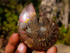 Polished Cleoniceras Ammonite Fossil Pairs x 8 pairs From Tulear, Madagascar - Toprock Gemstones and Minerals 