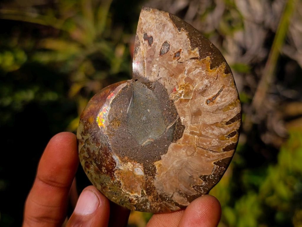 Polished Cleoniceras Ammonite Fossil Pairs x 8 pairs From Tulear, Madagascar - Toprock Gemstones and Minerals 