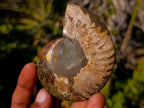 Polished Cleoniceras Ammonite Fossil Pairs x 8 pairs From Tulear, Madagascar - Toprock Gemstones and Minerals 