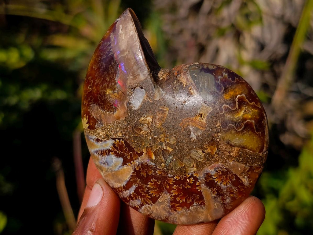 Polished Cleoniceras Ammonite Fossil Pairs x 8 pairs From Tulear, Madagascar - Toprock Gemstones and Minerals 