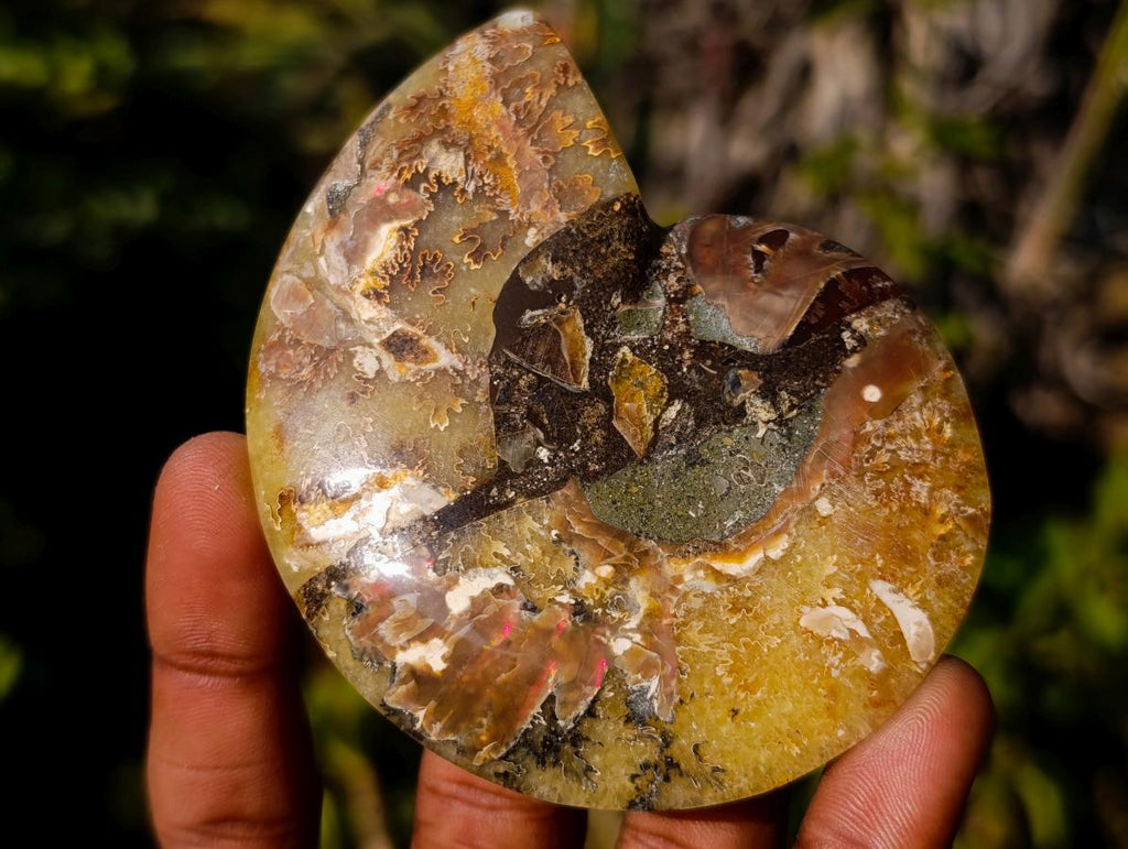 Polished Cleoniceras Ammonite Fossil Pairs x 8 pairs From Tulear, Madagascar - Toprock Gemstones and Minerals 