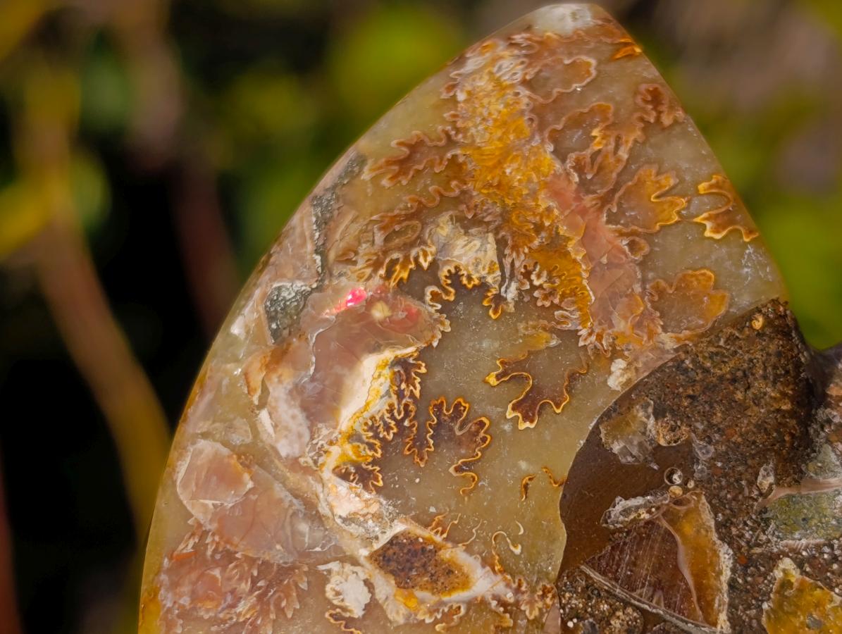 Polished Cleoniceras Ammonite Fossil Pairs x 8 pairs From Tulear, Madagascar - Toprock Gemstones and Minerals 
