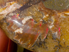 Polished Cleoniceras Ammonite Fossil Pairs x 8 pairs From Tulear, Madagascar - Toprock Gemstones and Minerals 
