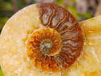 Polished Cleoniceras Ammonite Fossil Pairs x 8 pairs From Tulear, Madagascar - Toprock Gemstones and Minerals 
