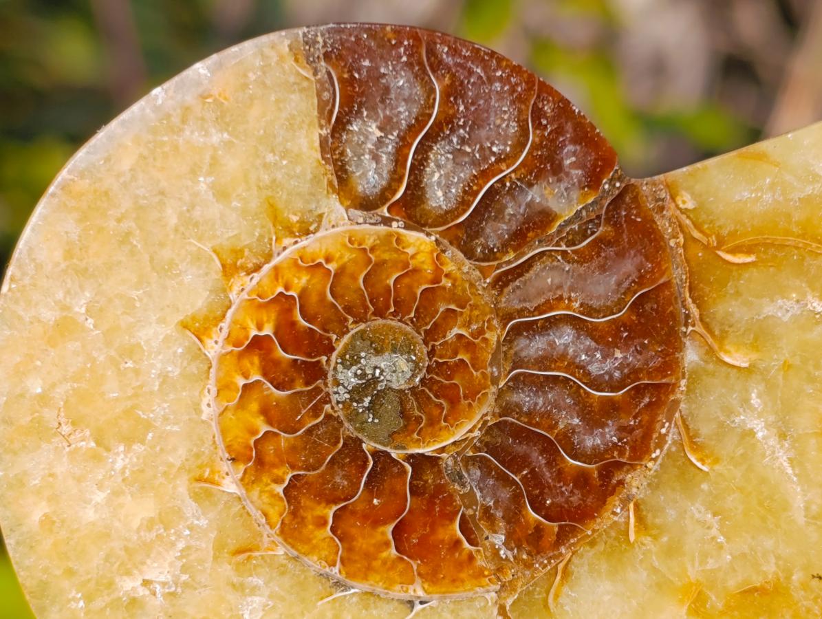 Polished Cleoniceras Ammonite Fossil Pairs x 8 pairs From Tulear, Madagascar - Toprock Gemstones and Minerals 