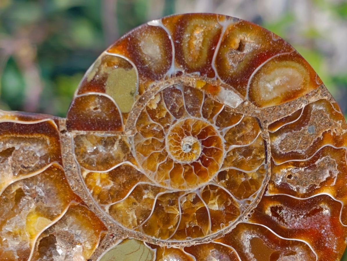 Polished Cleoniceras Ammonite Fossil Pairs x 8 pairs From Tulear, Madagascar - Toprock Gemstones and Minerals 
