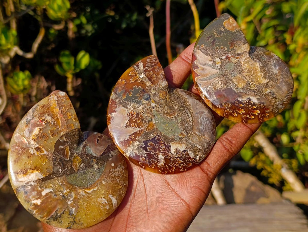 Polished Cleoniceras Ammonite Fossil Pairs x 8 pairs From Tulear, Madagascar - Toprock Gemstones and Minerals 