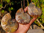 Polished Cleoniceras Ammonite Fossil Pairs x 8 pairs From Tulear, Madagascar - Toprock Gemstones and Minerals 
