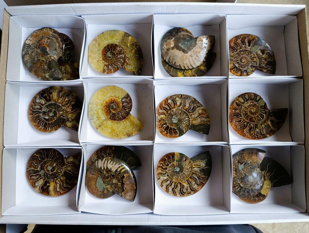 Polished Cleoniceras Ammonite Fossil Pairs x 8 pairs From Tulear, Madagascar - Toprock Gemstones and Minerals 