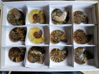 Polished Cleoniceras Ammonite Fossil Pairs x 8 pairs From Tulear, Madagascar - Toprock Gemstones and Minerals 