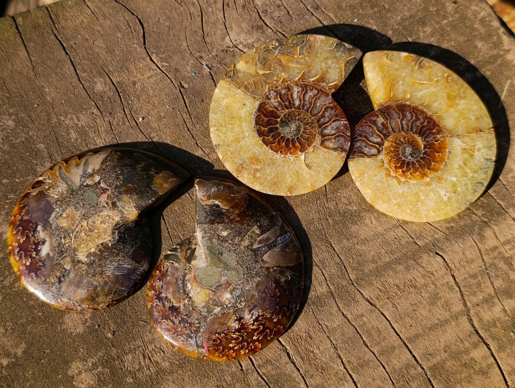 Polished Cleoniceras Ammonite Fossil Pairs x 8 pairs From Tulear, Madagascar - Toprock Gemstones and Minerals 