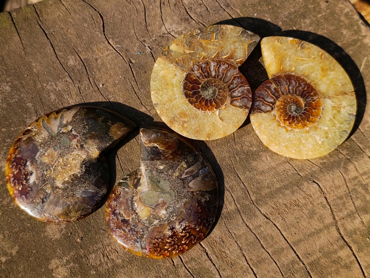 Polished Cleoniceras Ammonite Fossil Pairs x 8 pairs From Tulear, Madagascar - Toprock Gemstones and Minerals 