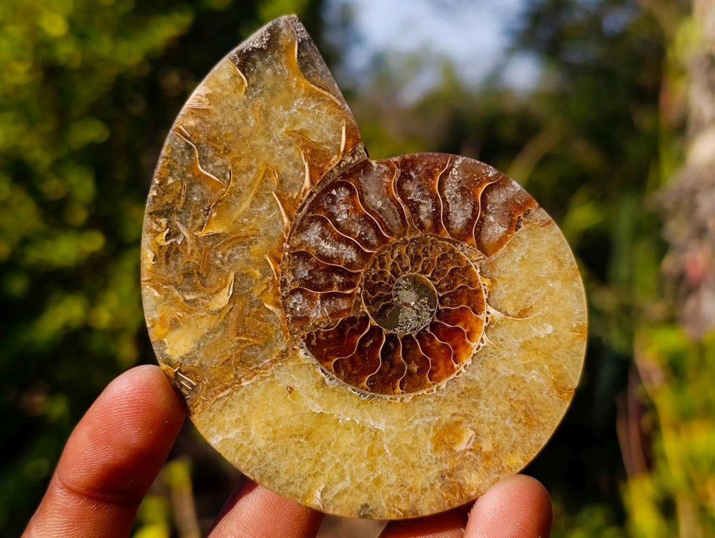Polished Cleoniceras Ammonite Fossil Pairs x 8 pairs From Tulear, Madagascar - Toprock Gemstones and Minerals 
