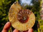 Polished Cleoniceras Ammonite Fossil Pairs x 8 pairs From Tulear, Madagascar - Toprock Gemstones and Minerals 