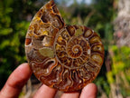Polished Cleoniceras Ammonite Fossil Pairs x 8 pairs From Tulear, Madagascar - Toprock Gemstones and Minerals 