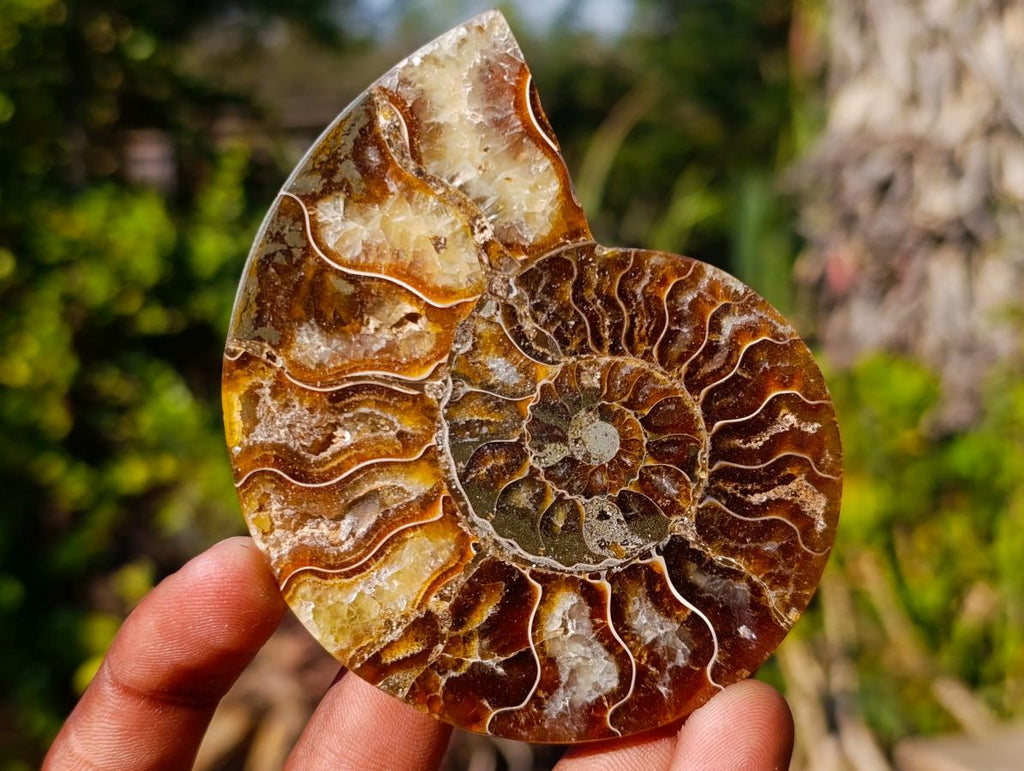 Polished Cleoniceras Ammonite Fossil Pairs x 8 pairs From Tulear, Madagascar - Toprock Gemstones and Minerals 