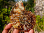 Polished Cleoniceras Ammonite Fossil Pairs x 8 pairs From Tulear, Madagascar - Toprock Gemstones and Minerals 