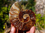 Polished Cleoniceras Ammonite Fossil Pairs x 8 pairs From Tulear, Madagascar - Toprock Gemstones and Minerals 