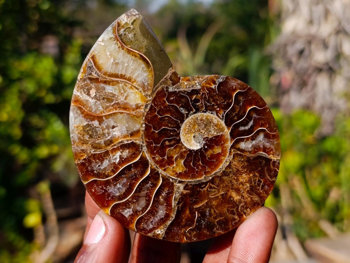 Polished Cleoniceras Ammonite Fossil Pairs x 8 pairs From Tulear, Madagascar - Toprock Gemstones and Minerals 