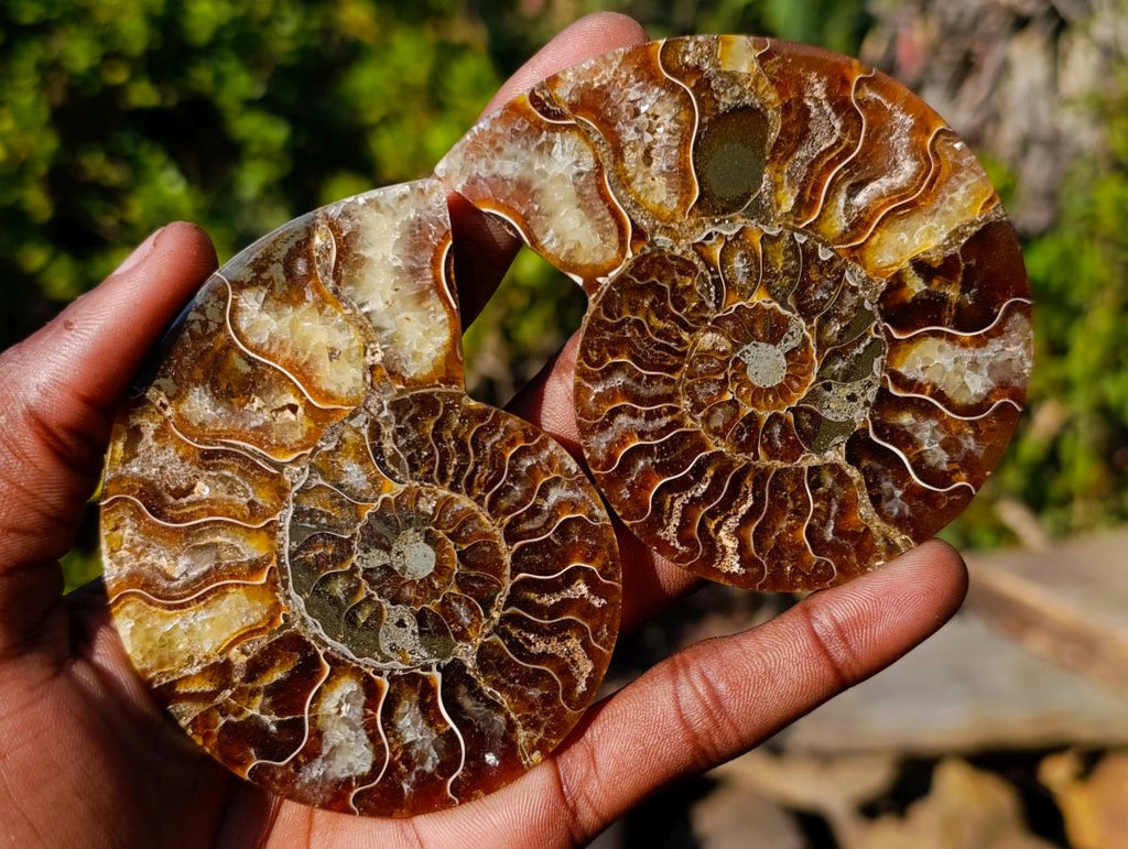Polished Cleoniceras Ammonite Fossil Pairs x 8 pairs From Tulear, Madagascar - Toprock Gemstones and Minerals 
