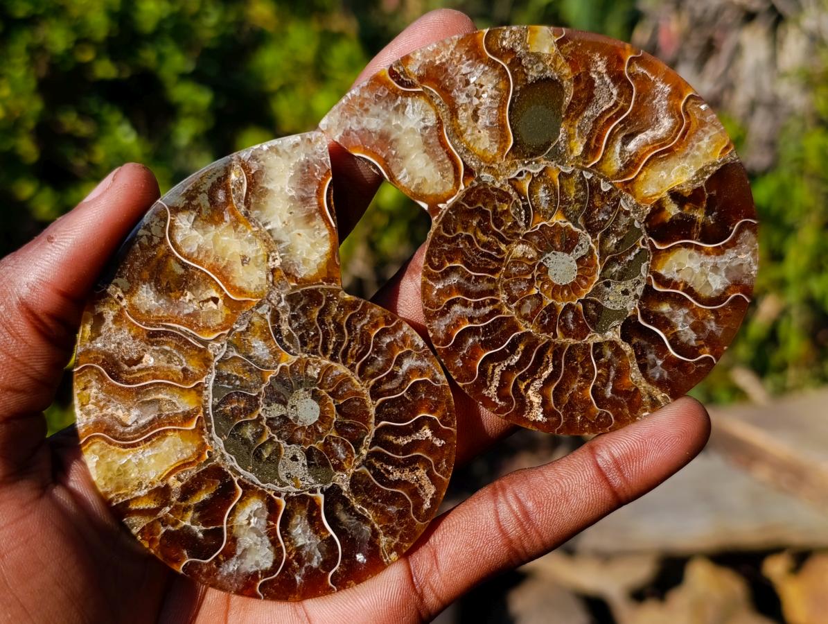 Polished Cleoniceras Ammonite Fossil Pairs x 8 pairs From Tulear, Madagascar - Toprock Gemstones and Minerals 