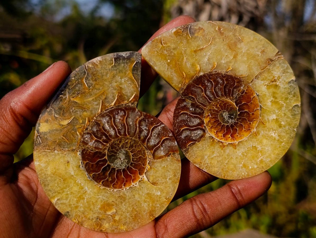 Polished Cleoniceras Ammonite Fossil Pairs x 8 pairs From Tulear, Madagascar - Toprock Gemstones and Minerals 