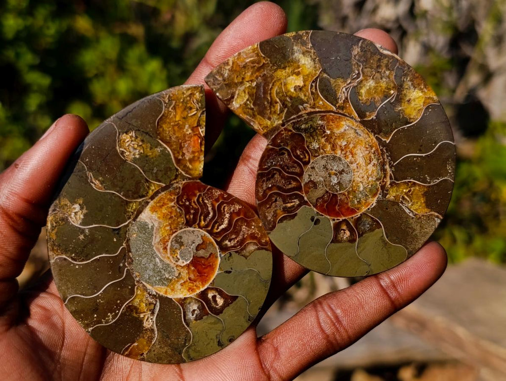 Polished Cleoniceras Ammonite Fossil Pairs x 8 pairs From Tulear, Madagascar - Toprock Gemstones and Minerals 